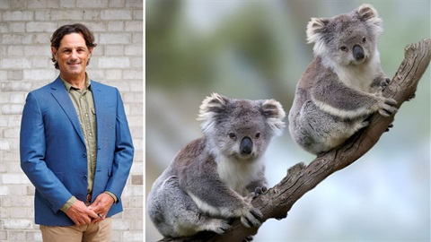 Jonathan-Cassell-koala-shutterstock.jpg