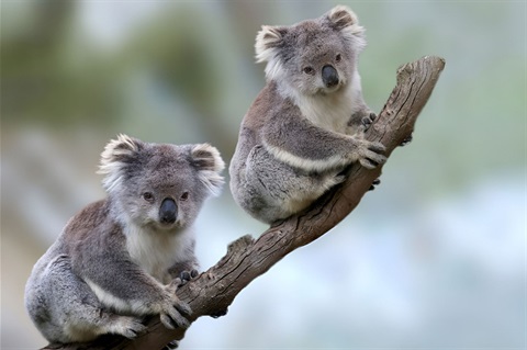 Koala-Shutterstock.jpg